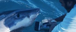 South Australia. Ron Taylor filming a White Shark for his first ever documentary about Great Whites.