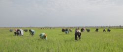 Saudi Star rice farm, Gambella region, Ethiopia (1); photo cred - Joakim Demmer