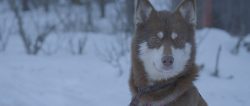DOGGY LOVE 11 800X400