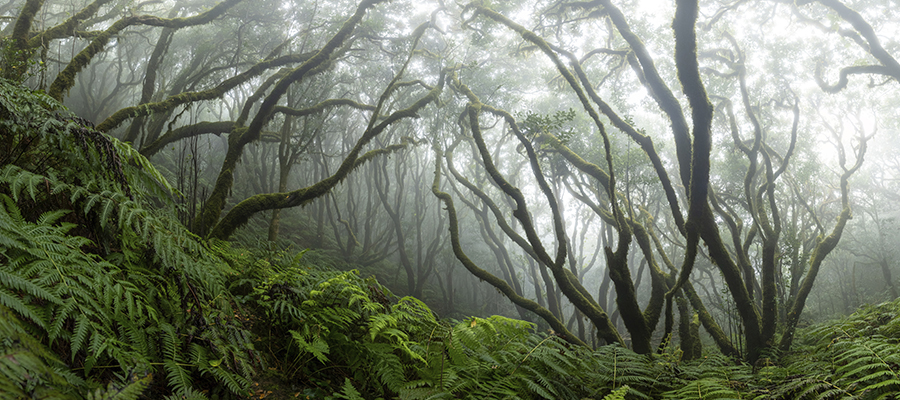 AnagaNaturalezaInfinita_Pedro-FelipeAcosta2