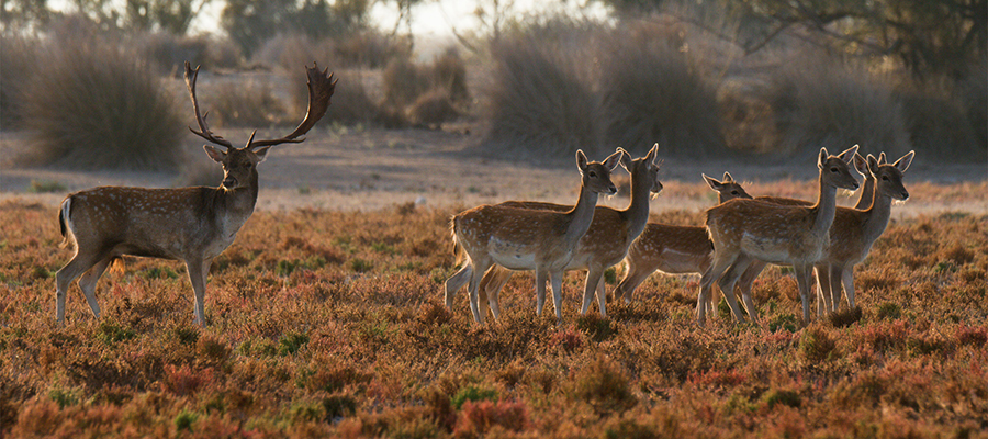 DOÑANA