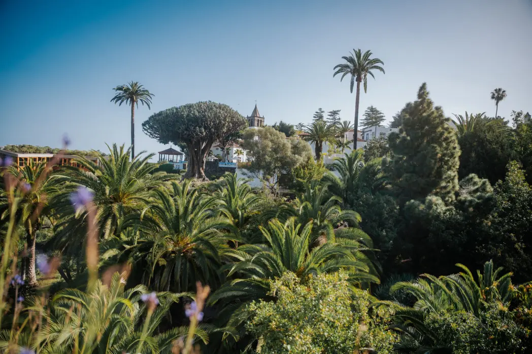 I Concurso de fotografía Parque del Drago