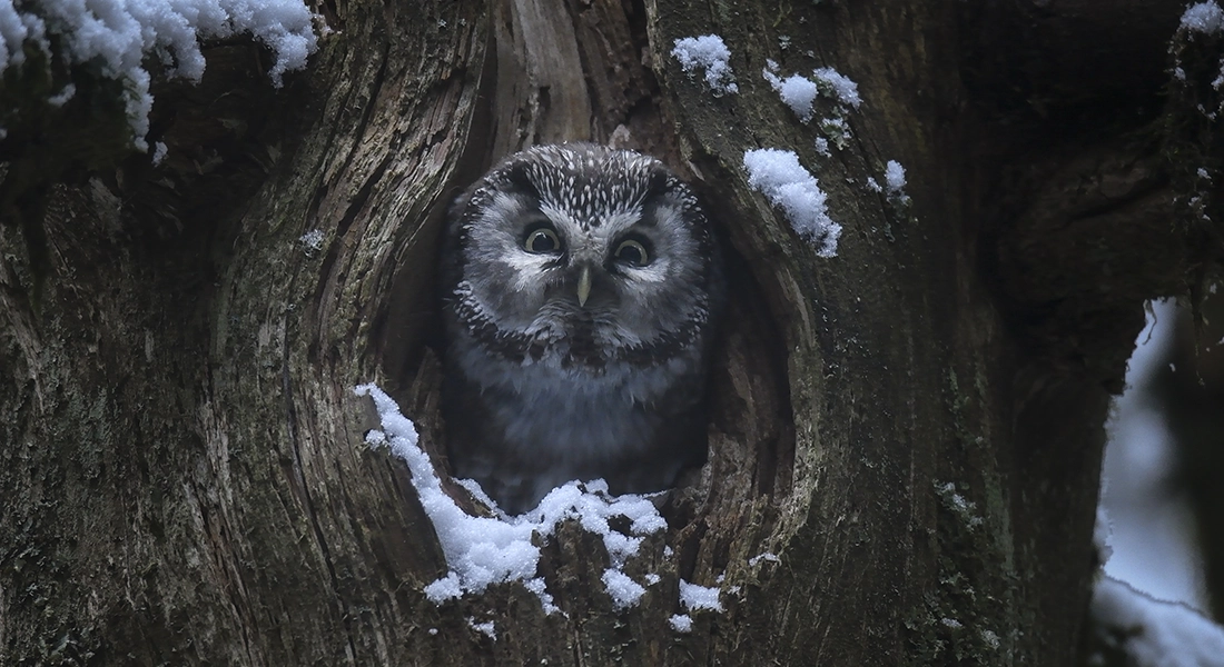 Le Chant Des Forest