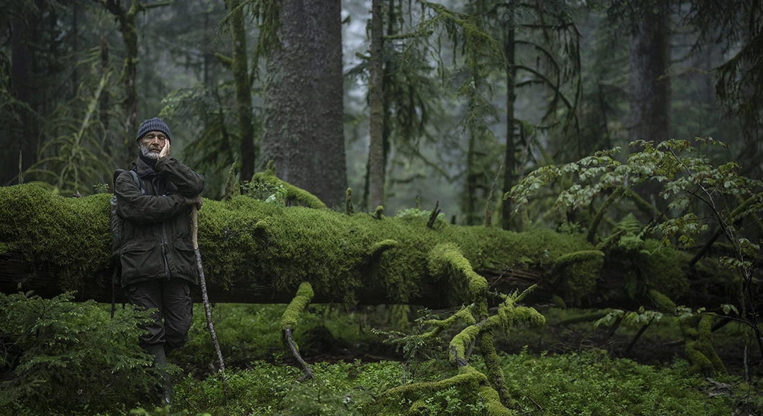 Le Chant Des Forest