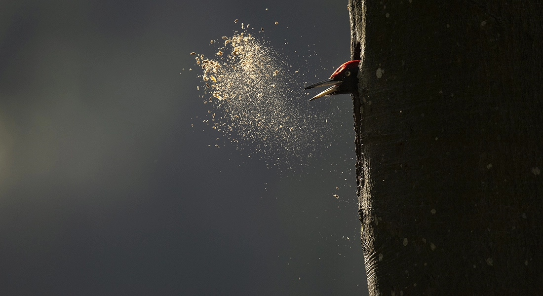 Le Chant Des Forest