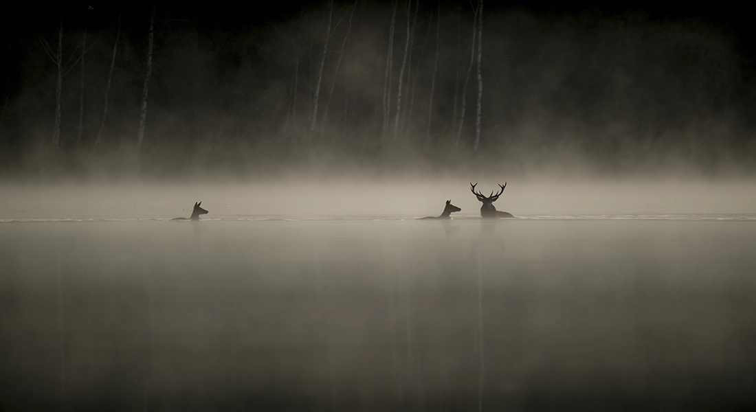 Le Chant Des Forest