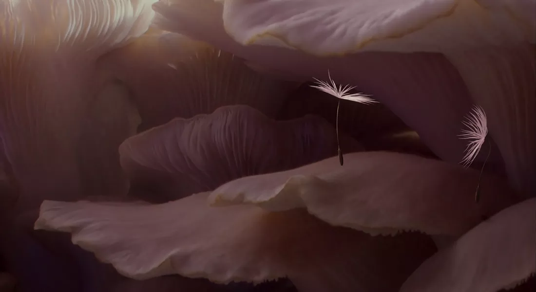 DANDELION’S ODYSSEY