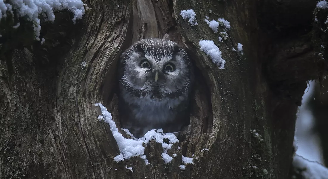 Le Chant Des Forest