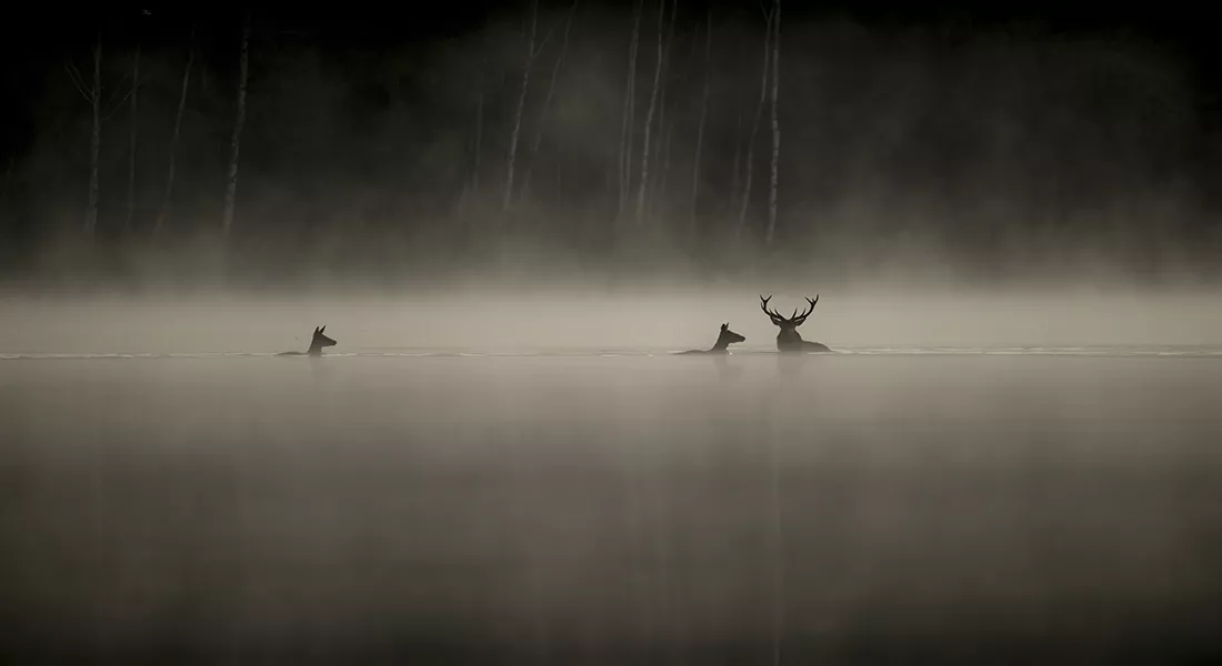Le Chant Des Forest